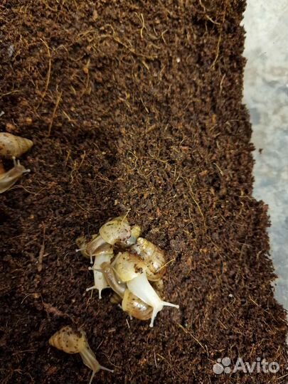 Улитки ахатины