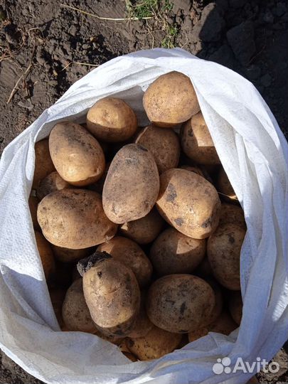 Картофель на еду