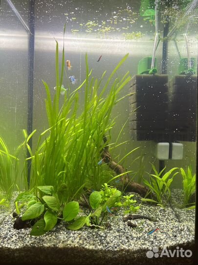Аквариум