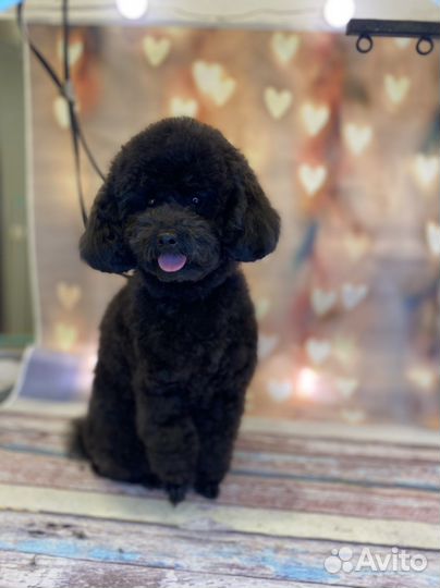 Грумер,стрижка собак,экспресс линька,тримминг