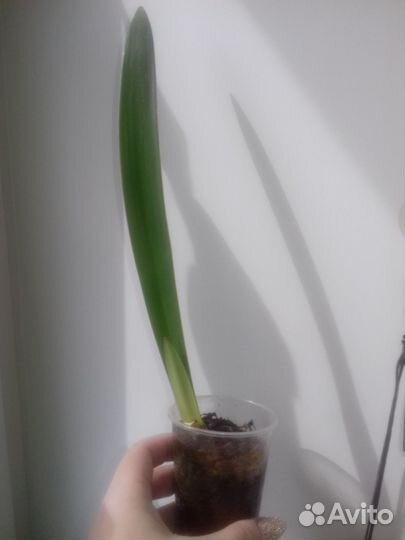 Гиппеаструм