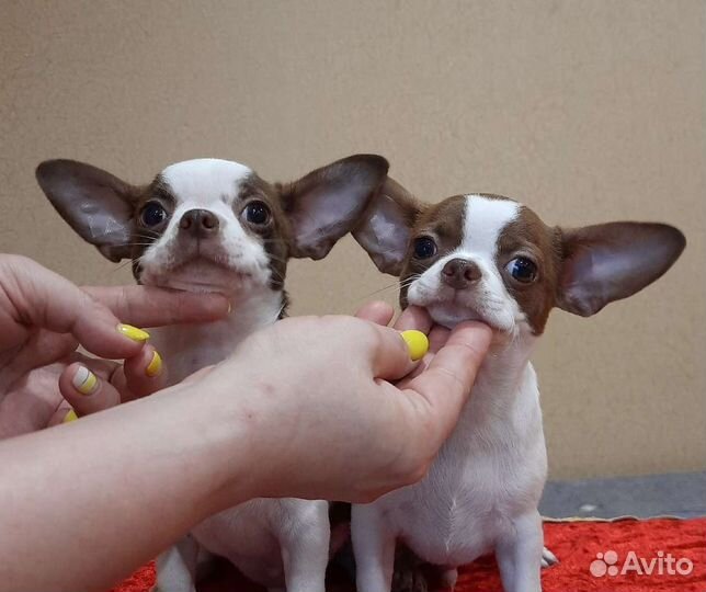 Курносики чихуа