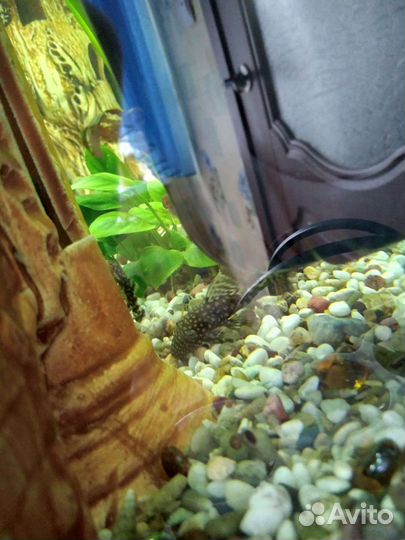 Сомики анциструсы