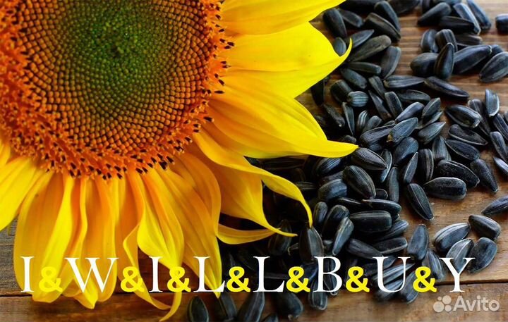 Подсолнечник