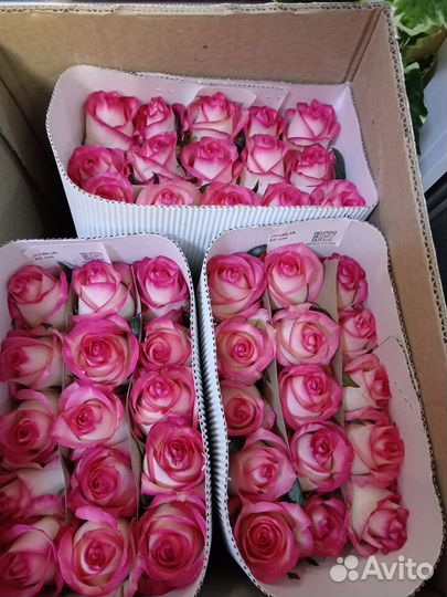 Розы опт и розница