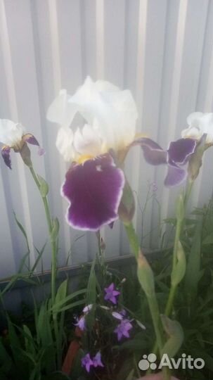 Многолетники