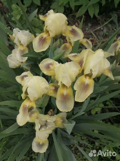 Ирисы низкорослые