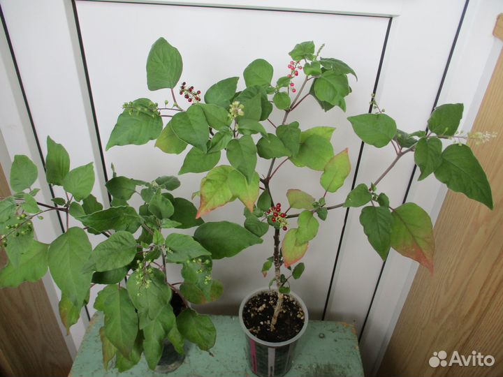 Ривина, пеперомия