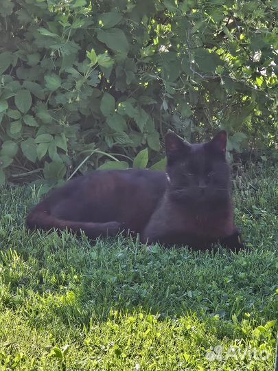 Котята в добрые руки бесплатно