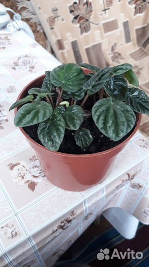 Пеперомия сморщенная