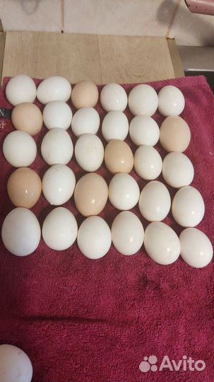 Домашние куриные яйца