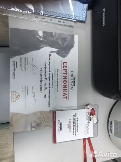 Кастрация собак в любом районе спб.Ветврач на дом