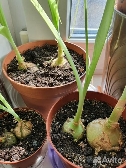 Индийский лук (Птицемлечник лечебный)