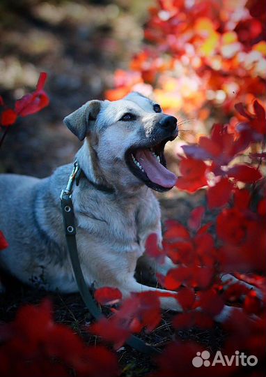 Нежная девочка Дарси в поисках дома