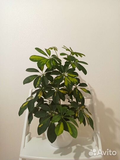 Шеффлера сингониум пеперомия сансевиерия каллизия