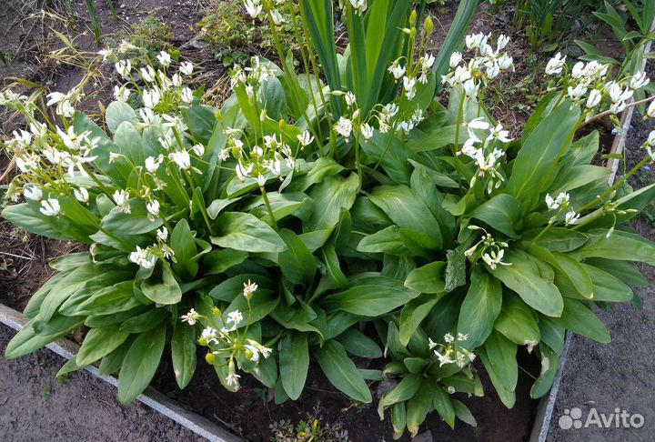 Додекатеон средний белый