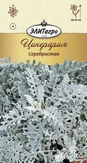 Цинерария