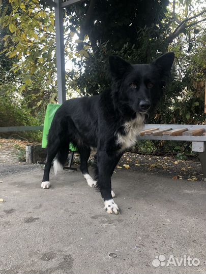 Собака в добрые руки Бордер колли