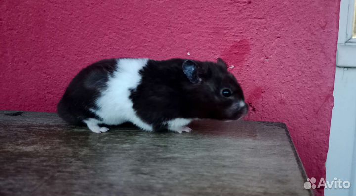 Сирийский хомячок