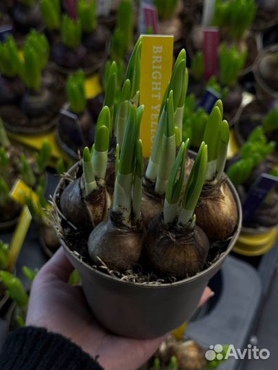 Луковицы нарциссов гиацинтов