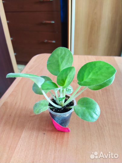 Фиалки, Гранат комнатный