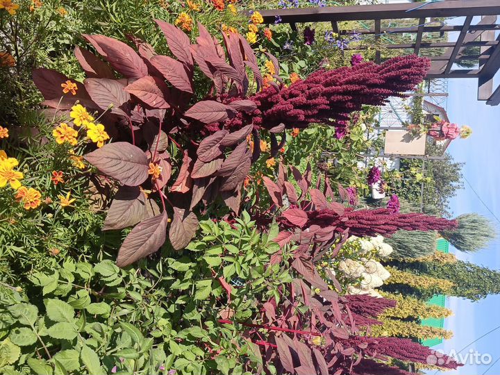 Семена амаранта