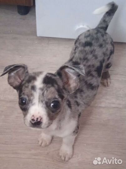 Щенок чихуахуа, мальчик