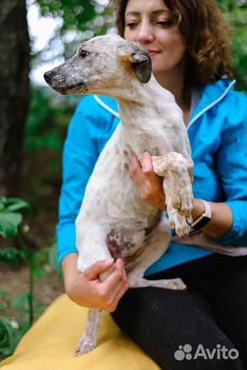 Маленькая красивая собака из приюта бесплатно