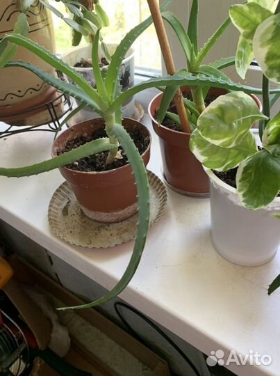 Алоэ два вида укорённыеестьпобольше. Алоэ