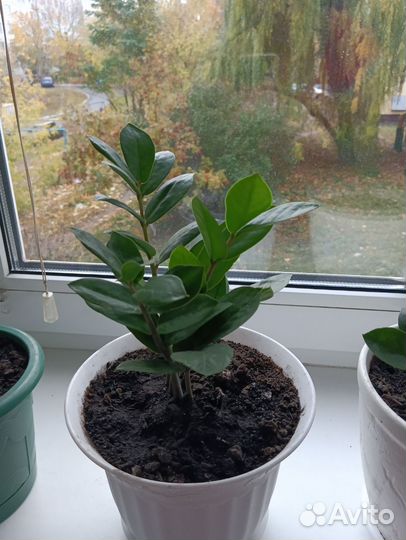 Драцена, сансевьера, долларовое дерево