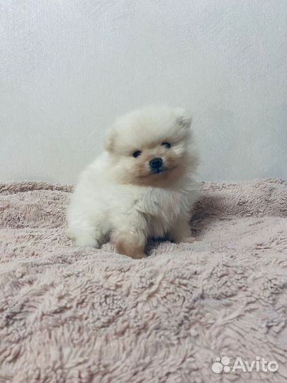 Померанский шпиц тип мишка мини