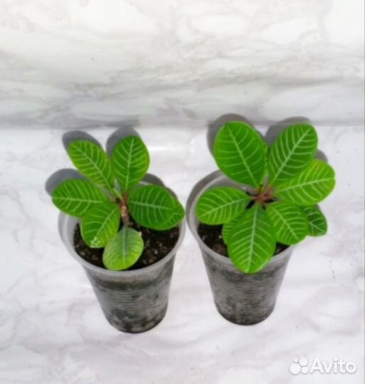 Молочай комнатный