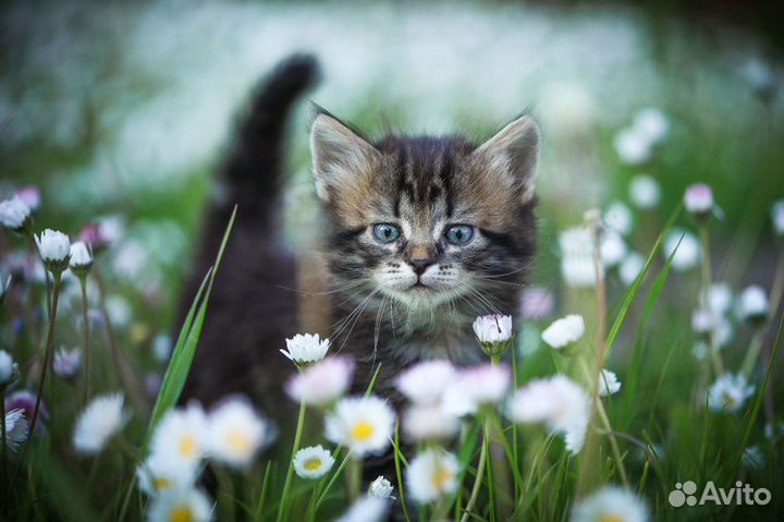Сибирские котята
