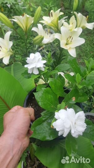 Гардения жасминовидная