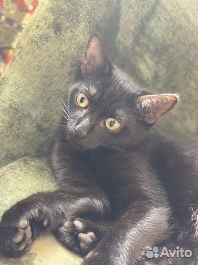 Черный котенок бесплатно