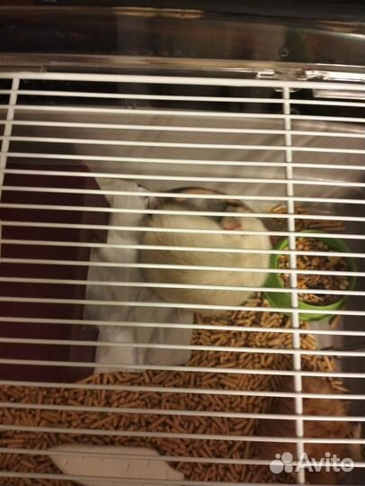 Крыса Дамбо сиамская