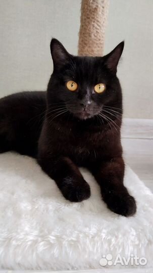 Кошка стерилизованная. Сладкая булочка )