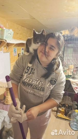 Котоняня, присмотр за вашим котиком\кошечкой