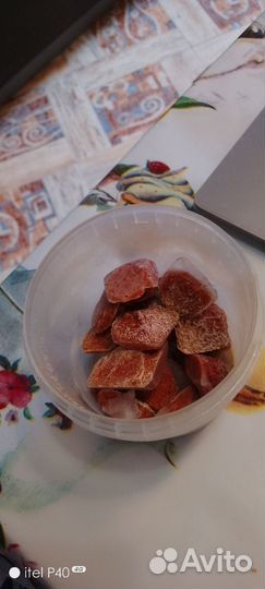 Живой корм для рыб