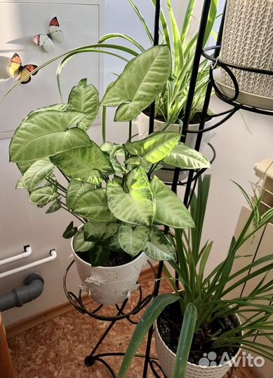 Сингониумы