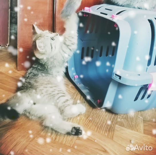 Шотландские золотые котята (тигрята)