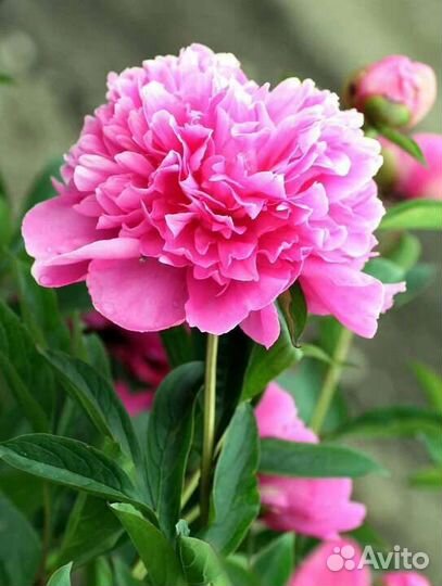 Пионы розовые