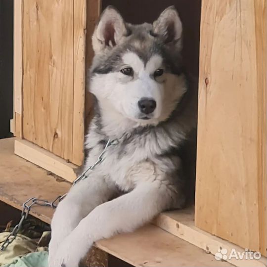 Сибирский хаски