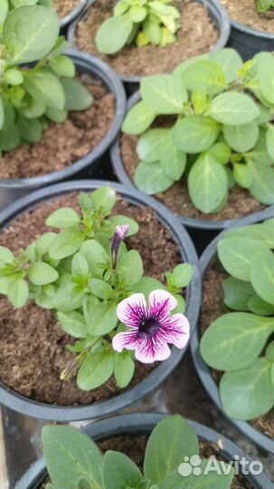 Ампельные петунии