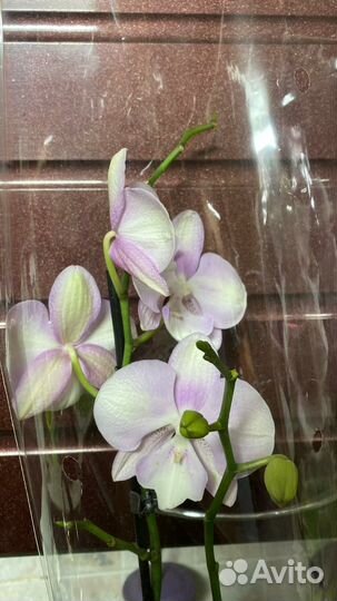 Орхидея биглиб 