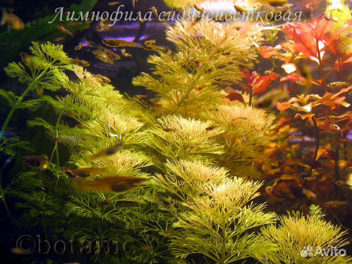 Аквариумные растения, креветки вишни