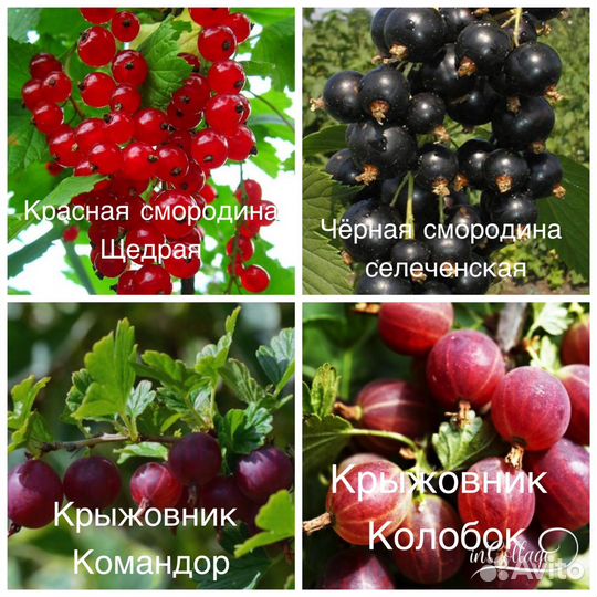 Саженцы смородины