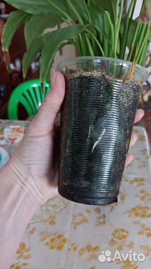 Спатифиллум