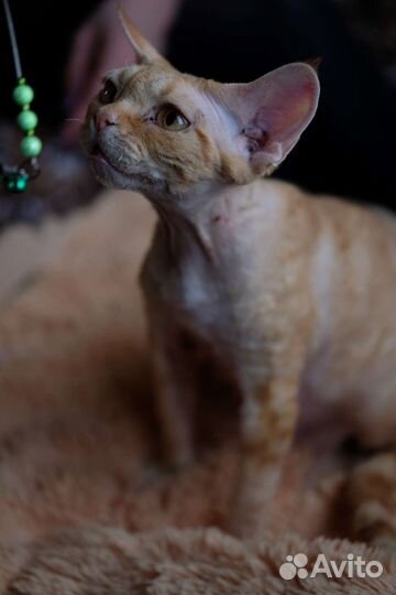 В разведение кошка или в любимцы