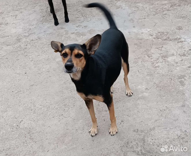 Гладкошерстная собака